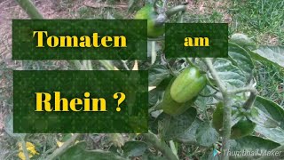 Riesen Mengen Tomaten Wassermelonen Nachtschatten am Rhein [upl. by Sixela]