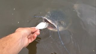 Feeding Giant Catfish [upl. by Derfiniw457]