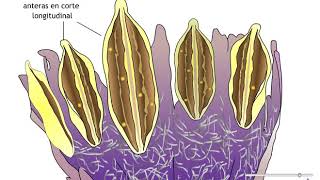 c wwwbiologiaeduar CICLO DE VIDA DE ANGIOSPERMAS dehiscencia estambres [upl. by Hadias619]