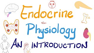 Endocrine Physiology  Introduction  Endocrinology Series [upl. by Drageruaeb]