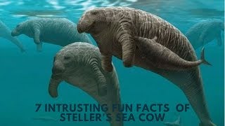 Stellers sea cow fun facts Amazing fun fasts for kids [upl. by Ycak]