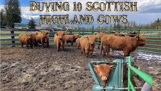 Buying a complete fold of highland cattle [upl. by Haras66]