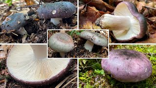 Frauentäubling Verwechslung  Blautäubling Bläulicher Täubling Blauling  Russula cyanoxantha [upl. by Dwyer]