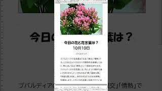 ＃花＃花言葉お花のある生活＃今日の花と花言葉は？１分で簡単解説 １０月１０日 [upl. by Nimsaj214]