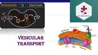 Vesicular transport  Endocytosis  Exocytosis  Phagocytosis  Pinocytosis  B Pharm Medical [upl. by Anees]