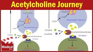 Pharmacology ANS 5 Acetylcholine Synthesis and Degradation  Pharmacology MADE EASY [upl. by Charmain]