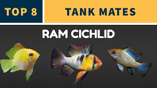 TOP 8 RAM CICHLID TANK MATES [upl. by Nylekoorb456]