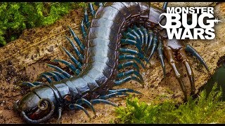 Best Centipede Showdowns  MONSTER BUG WARS [upl. by Novia]