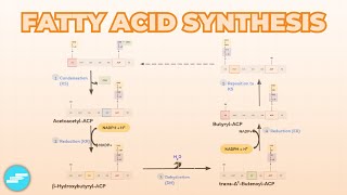 Fatty Acid Synthesis  Metabolism [upl. by Goldarina]