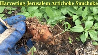 Harvesting Jerusalem Artichoke Sunchoke [upl. by Lilian884]