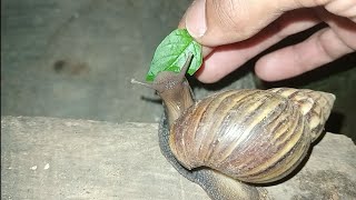 Cara siput bekicot makan  Part 16 [upl. by Chessy540]