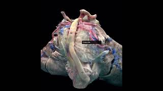 The Trigeminal Nerve  anatomy course and function The anatomical basis of Trigeminal Neuralgia [upl. by Nahtonoj]