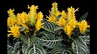 AFELANDRA Aphelandra squarrosa DICAS DE CULTIVO [upl. by Fulvia]