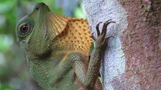 Sinharaja Rainforest Sri Lanka  A treasure trove of endemic species [upl. by Laspisa999]