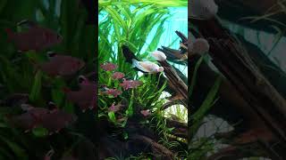 Tetra fish feeding [upl. by Benzel]