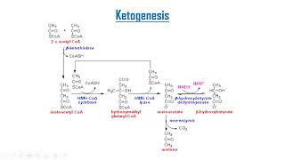 Ketone bodies metabolism [upl. by Kristin]