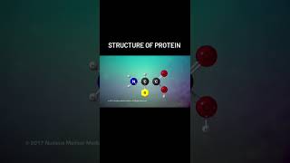 Structure Of Protein [upl. by Ro]