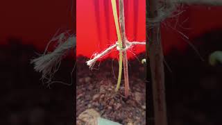 Seed Germination Update After 12days Part 2 seeds shorts viralshort [upl. by Eelimaj]