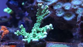 3 of 20 frags of this True Green Elkhorn Montipora Coral spread between three frag racks [upl. by Ethben]