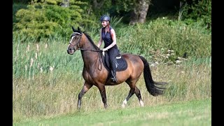 Sidney  Loving Warmblood X Gelding [upl. by Schott406]