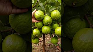 Successfully Growing Guava Trees from Cuttings Tips amp Tricks garden guavacuttings growguavatree [upl. by Nyleikcaj]