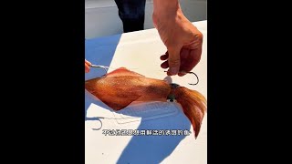 戶外捕魚：漁民用釣上來的大魷魚再次作鉺海釣 最適合冬天的釣魚經驗來了 原來釣魚才是抖音運動頂流 釣魚的樂趣只有釣魚人懂 戶外 海釣 [upl. by Anilas288]