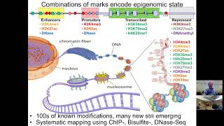 MIT CompBio Lecture 08  Epigenomics [upl. by Heller]