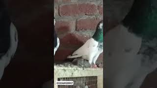 Sialkoti 35walay kabootar sialkotikabootar pigeon [upl. by Alisen322]