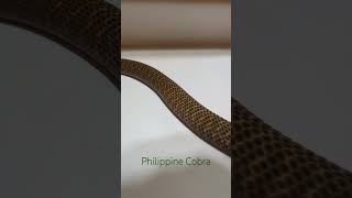 Philippine cobra Naja philippinensis born here earlier last year [upl. by Kwabena194]