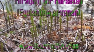 Foraging for Horsetail Equisetum arvense  Return to Nature [upl. by Monagan422]