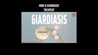 How is giardiasis treated giardia giardiasis parasite helminth [upl. by Anahsek]