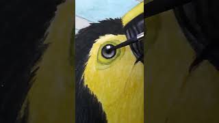 Yellowthroated Toucan Watercolor Painting [upl. by Carmelina553]