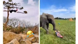 funny animal funnyvideoviralvideo tareading funny [upl. by Abert]