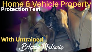 Home Vehicle amp Property Test For Belgian Malinois Untrained In Protection Work [upl. by Mcroberts836]