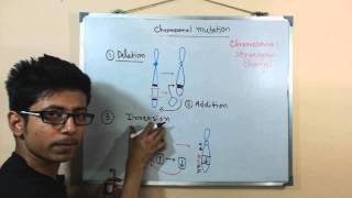 Chromosomal mutations  deletion mutation [upl. by Joela253]