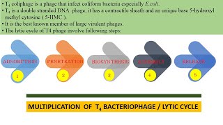 Lytic Cycle of T4 Bacteriophage [upl. by Caylor]