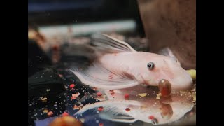 Breeding and care  Snow White Bristlenose  taking fry from the cave [upl. by Nas90]