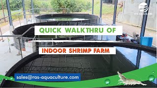 Exploring Indoor Shrimp Farming A Quickwalk Through the Biofloc Technology Setup [upl. by Akins]