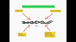 CORSO DI BIOLOGIA CELLULARE 2  LEZIONE 11  APOPTOSI [upl. by Annoet120]