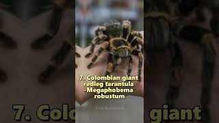 Top 10 Biggest Spiders In the World🕷️😱 [upl. by Chiles868]