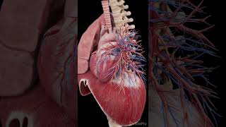 3d anatomy of the heart and diaphragm anatomy meded science [upl. by Couchman]