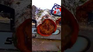 🍪Cutting spalted wood cookies with STIHL MS661🍪 chainsaw cookies satisfying shorts shortsvideo [upl. by Cull]