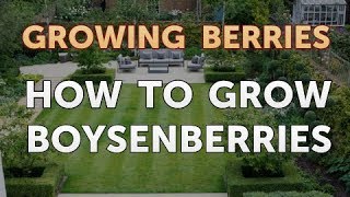 How to Grow Boysenberries [upl. by Ettenirt]