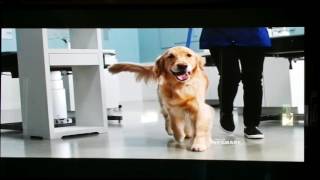 Petsmart commercial [upl. by Ahsain]