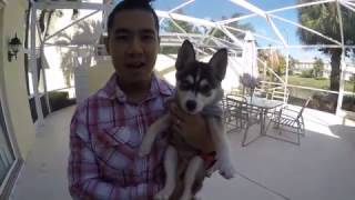 16 week old pomsky doing some basic puppy training tricks [upl. by Grote]