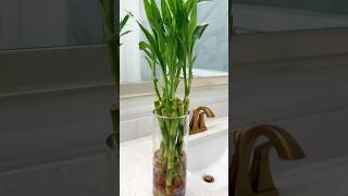 Water propagation lucky Bamboo care homedecor indoorplants happiness showpiece gardening diy [upl. by Sammie]