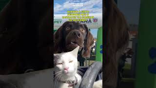 🐾 O Castrapet Paraná voltou 🐶🐱 [upl. by Mikes244]