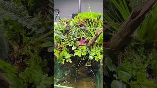 Terrarium with waterfall asrm terrarium [upl. by Hayward]