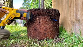 How to fix pot bound roots with box cut technique [upl. by Arymas]