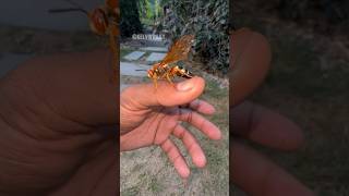 Big female Eastern Cicada Killer that I found wasp insects bug spiders tarantula fyp [upl. by Gregoire760]